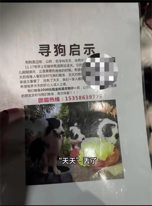 天天失踪记：一场心灵漂泊的牧羊犬寻找之旅