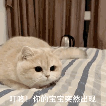 警惕！给猫咪“喂食”的误区，别让爱变成伤害！