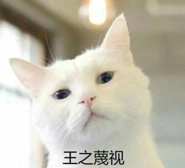 七年之痒就这样来了铲屎官和猫咪的生活该如何继续下去