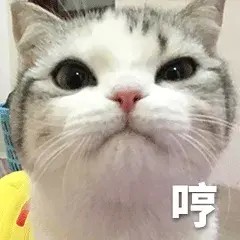 铲屎官和猫咪相处久了也会互相嫌弃吗