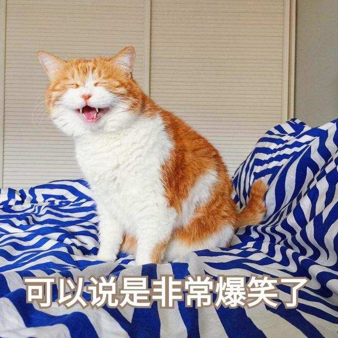 驾车在路上碰到橘猫碰瓷差点被吓哭