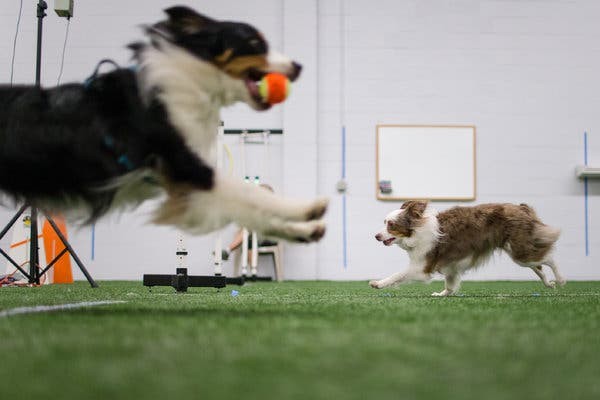 敏捷性训练不仅仅是品种犬的专属，它有五大优点，值得主人去尝试