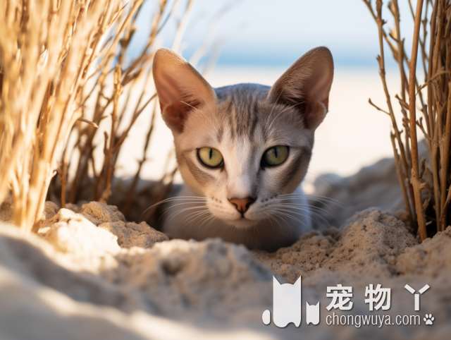 猫是英短还是孟买？